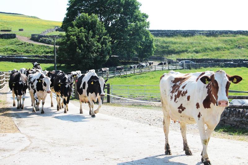 Fernydale Farm Bed & Breakfast Earl Sterndale Exterior foto